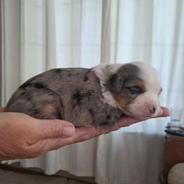 BMM3 - Blue merle male Miniature American Shepherd puppy in Elgin, Oregon from LongMile Aussies