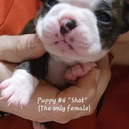 Dumpling - Black brindle and white Boston Terrier puppy in Carroll County, Georgia from Peachy Keen Bostons and Frenchies