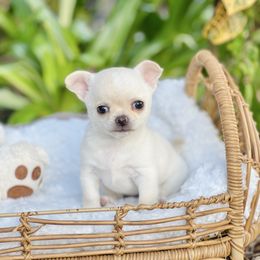Evangelie - Cream and white female Chihuahua puppy in Oviedo, Florida from ROYALCHIHUAHUAPUPPY