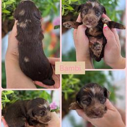 Bambi - Merle female Goldendoodle puppy in Decatur, Tennessee from Diamond's Doodles