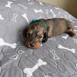 Enzo - Cream male Dachshund puppy in Molino, Florida from Dooney's Dachshunds
