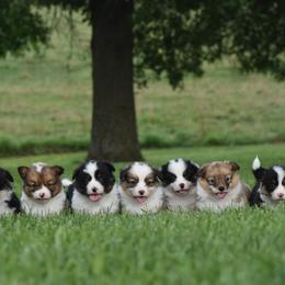 Pembroke Welsh Corgi Puppies from Willow Creek Corgis