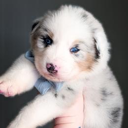 Oatmeal - Blue merle male Australian Shepherd puppy in Georgetown, Texas from River Reign Australian Shepherds