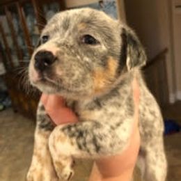 Australian Cattle Dog Puppies from Christensen Heelers