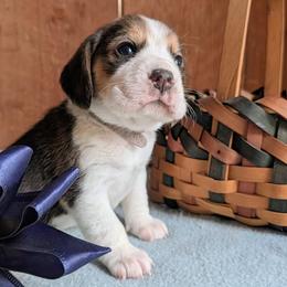 Marigold - Black tan and white female Beagle puppy in Colville, Washington from Rosehaven Homestead