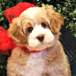 Australian Labradoodles from Hales Australian Labradoodles