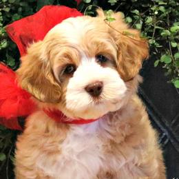 Australian Labradoodles from Hales Australian Labradoodles
