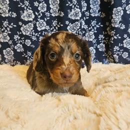 Jalapeno (Bear) - Dapple male Dachshund puppy in Anderson, California from Plum Fields Dachshunds