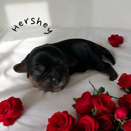 Cavalier King Charles Spaniel Puppies from Mystic Cavaliers LLC