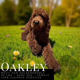 Oakley - Goldendoodle