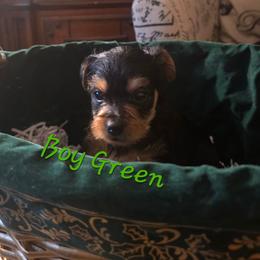 Boy Green - Black and gold male Yorkshire Terrier puppy in St. Louis, Missouri from Yorkieville - Shih Tzu Nation