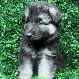 Shiloh Shepherd Puppies from Orchard Hills Shilohs