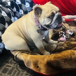 Bulldog Puppies from K&D Bulldogs