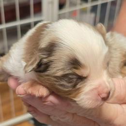 Ember - Red merle female Toy Australian Shepherd puppy in Windom, Texas from Wild Farm Puppies
