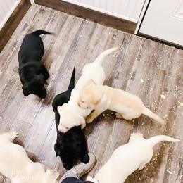 Dilute Retriever and Labrador Retriever Puppies from Landon J Farms Labrador Retrievers