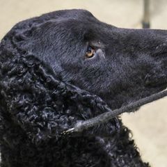 Curly-Coated Retriever All Grown Up from Kurly Kreek