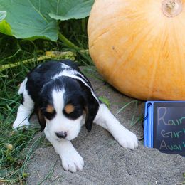 Girl 6 - Liver white and tan female English Springer Spaniel puppy in Bremerton, Washington from Huntin' Buddies