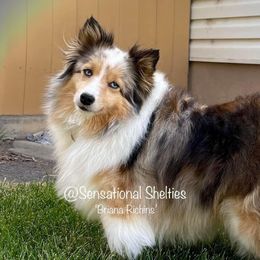 Kesse - Toy Shetland Sheepdog
