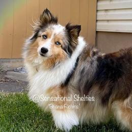 Kesse - Toy Shetland Sheepdog