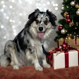 Miniature Australian Shepherd puppies from Little Wood Toy and Mini Aussies