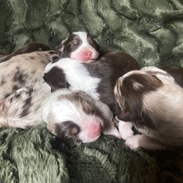 Australian Shepherd Puppies from Burdock Hill Australian Shepards