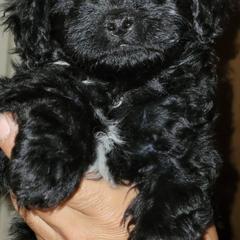 Cavapoo Puppies from Joseph G Harrison