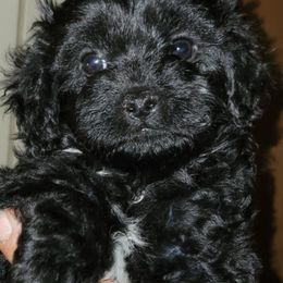 Cavapoo Puppies from Joseph G Harrison