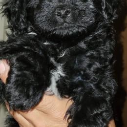 Cavapoo Puppies from Joseph G Harrison