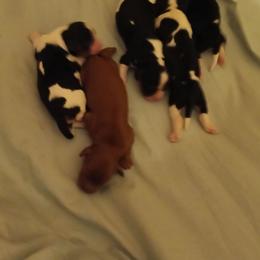 Cavalier King Charles Spaniel puppies from Marta's Cavaliers