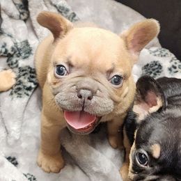 Blue Fawn Girl - Fawn French Bulldog puppy in Euless, Texas from Moki&Mello