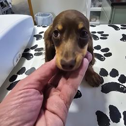Bridget - Chocolate and tan female Dachshund puppy in Price, Utah from Stone Kennels
