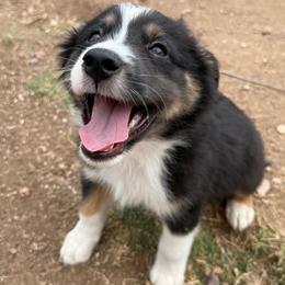 Bolt - Black tri male Miniature American Shepherd puppy in Phoenix, Arizona from Outlaw Minis