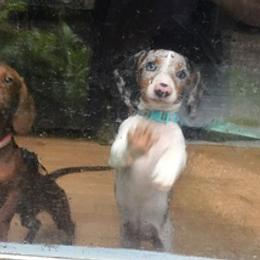 Dachshunds from Tonya's Dachshunds