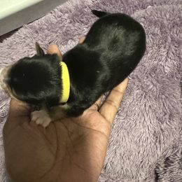 Maltese, Morkie, Poodle, and Yorkshire Terrier Puppies from YorkiesPawsLife