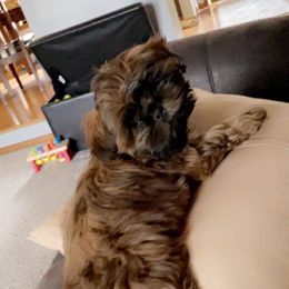 Newfoundland and Shih Tzu Puppies from Grand Meadow Newfoundlands