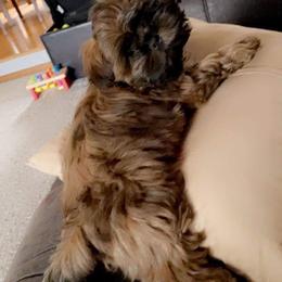 Newfoundland and Shih Tzu Puppies from Grand Meadow Newfoundlands