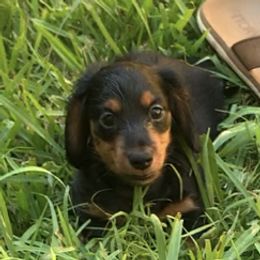 Bernedoodles, Dachshunds, and Poodles from Chocolate Pet Connection