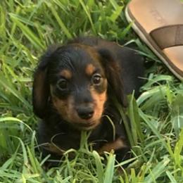 Bernedoodles, Dachshunds, and Poodles from Chocolate Pet Connection