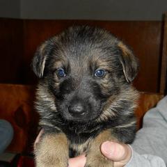 German Shepherds from Tatum Kennels