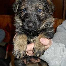German Shepherds from Tatum Kennels