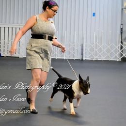 Bull Terriers from Requiem Bull Terriers