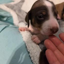 Spots - Piebald male Dachshund puppy in San Antonio, Texas from Little Paws Doxies