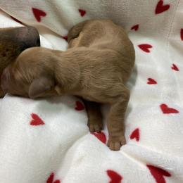 Sawyer - Dark golden male Golden Retriever puppy in Stigler, Oklahoma from Red MAX Golden Retrievers
