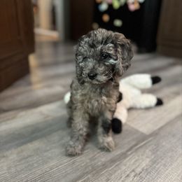 Reese - Merle female Cockapoo puppy in Morehead, Kentucky from Critter Springs Farm