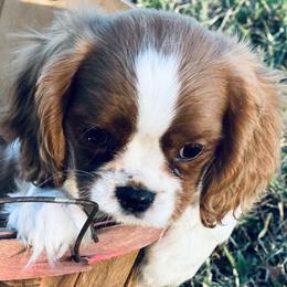 Gus - Cavalier King Charles Spaniel puppy from Kate’s Cavaliers