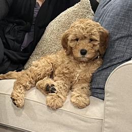 "Molly, Spring ‘23" Goldendoodle and Poodle Puppies from Red Mountain Minis
