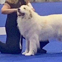 Great Pyrenees from Sunquest Great Pyrenees