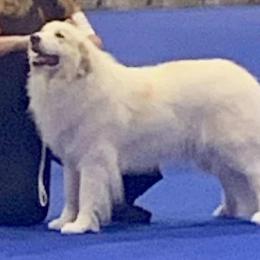 Great Pyrenees from Sunquest Great Pyrenees
