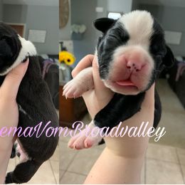 Girl 3 - Boxer puppy in Henderson, Tennessee from Vom Broadvalley