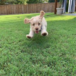 Cockapoo Puppies from Golden Paws